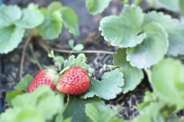 Frische Erdbeerfrüchte mit grünen Blättern — Stockfoto