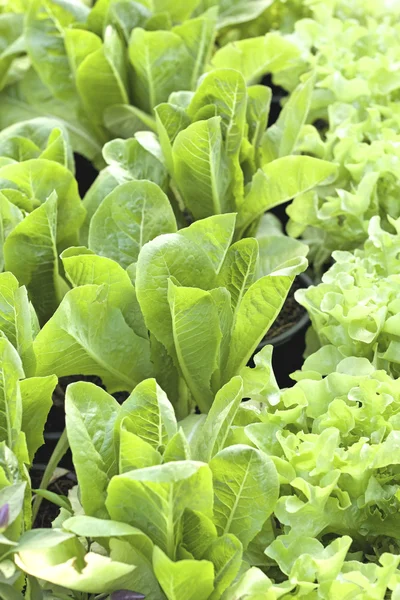 Hydroponic vegetable with the nature — Stock Photo, Image