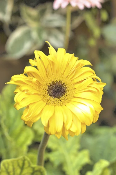 Gerbera flower in the nature — Stock Photo, Image