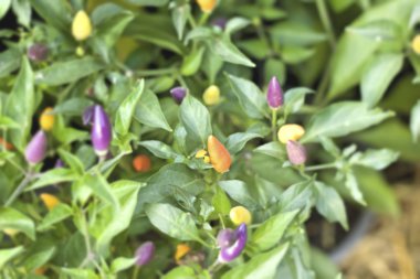 doğada mor kırmızı biber