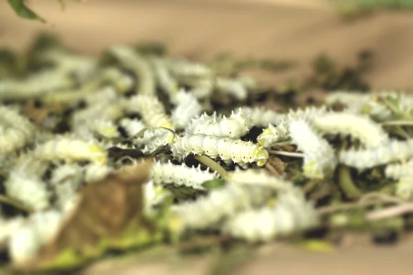 Doğa ile Silkworms — Stok fotoğraf