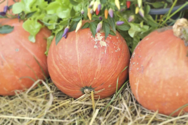 Citrouilles fraîches avec la nature — Photo