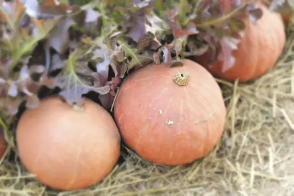 Citrouilles fraîches aux légumes hydroponiques — Photo