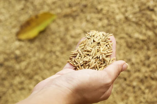 Alot paddy in hand — Stockfoto