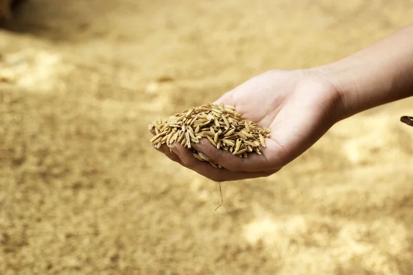 Alot paddy in hand — Stockfoto