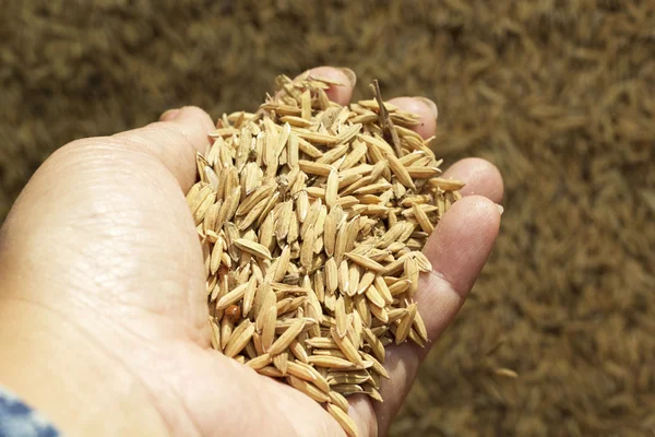 Alot paddy in hand — Stockfoto