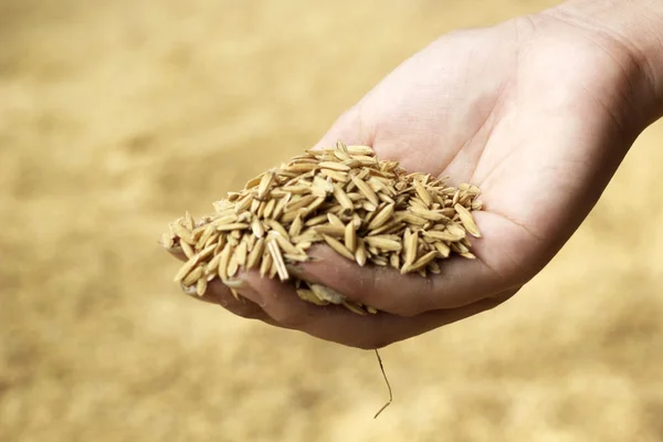 A lot paddy in hand — Stock Photo, Image