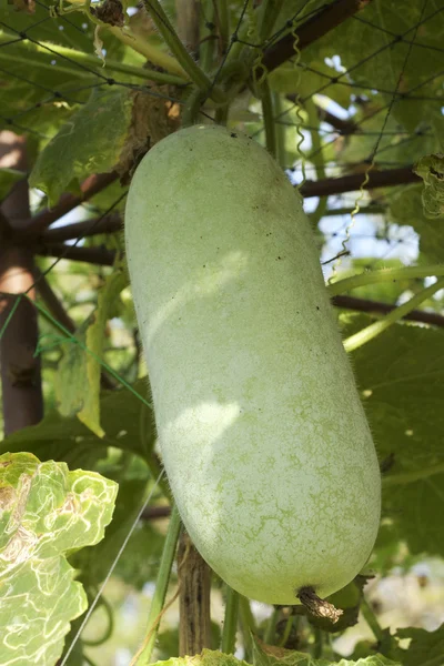 Melone invernale in giardino — Foto Stock