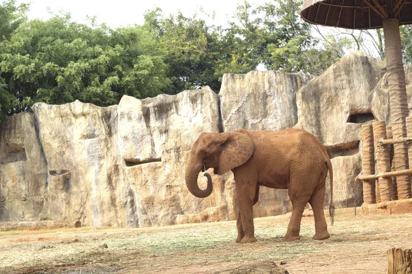 African elephant in the nature — Stock Photo, Image