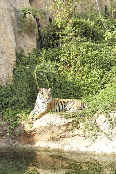 Tygrysy w ogrodach zoologicznych i natura — Zdjęcie stockowe