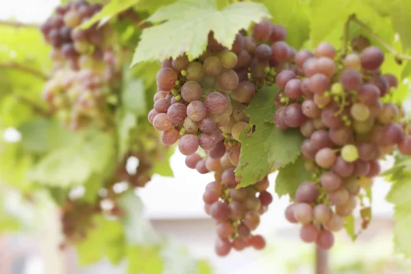 Vinhas de uva em uma vinha — Fotografia de Stock