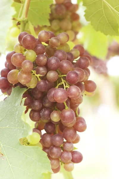 Cépages dans un vignoble — Photo