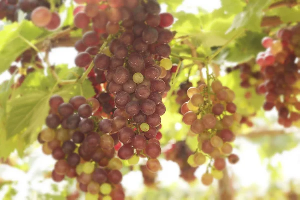 Vinhas de uva em uma vinha — Fotografia de Stock