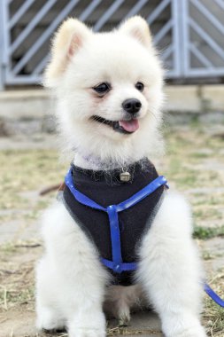 Pomeranian köpek oturmak ve dik dik