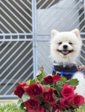 Pomeranian köpek oturup kırmızı gül ile.