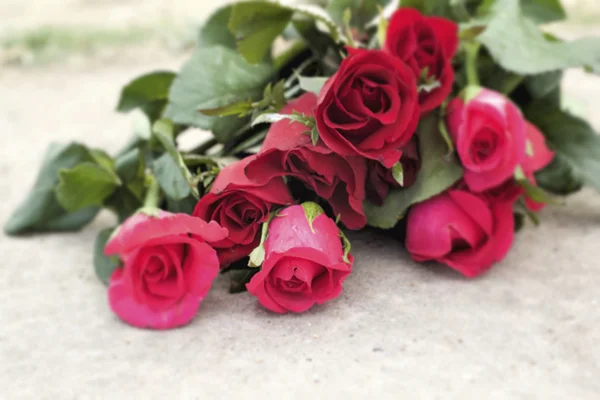 Red rose at beautiful — Stock Photo, Image
