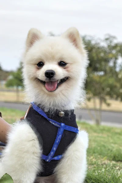 Pomerania perro sentarse y mirar fijamente — Foto de Stock