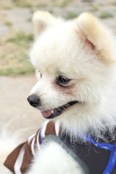 Pomeranian köpek oturmak ve dik dik — Stok fotoğraf