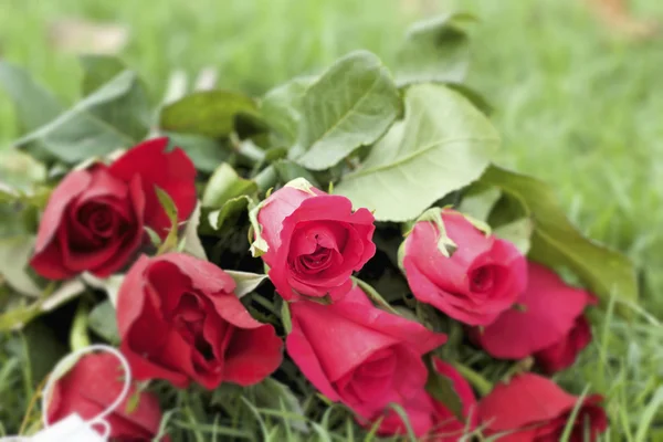 Rosa roja en hermoso — Foto de Stock