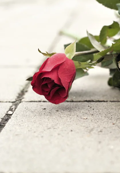 Rosa roja en hermoso — Foto de Stock