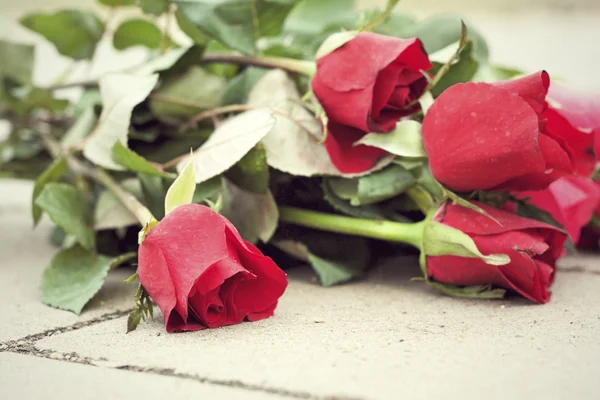 Rosa roja en hermoso — Foto de Stock