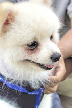 Pomeranian köpek oturmak ve dik dik