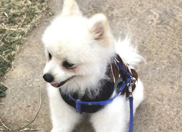 Pomeranian köpek oturmak ve dik dik — Stok fotoğraf