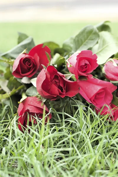 Rosa roja en hermoso — Foto de Stock