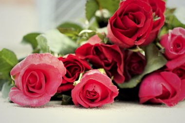 Güzel, kırmızı gül