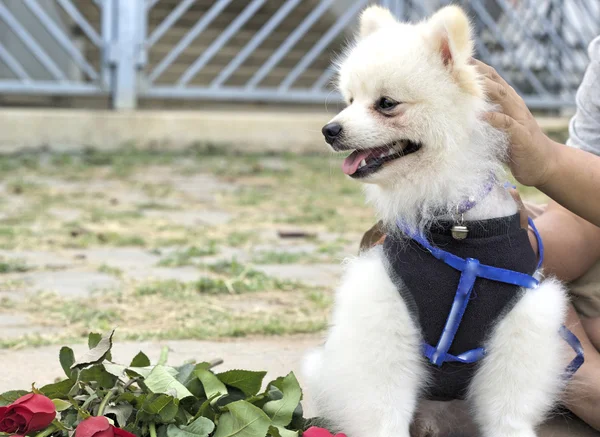 Pomeranian hund sitta och stirra med röda rosor. — Stockfoto