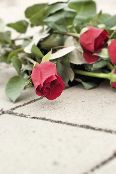 Rosa rossa a bello — Foto Stock