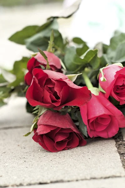 Rosa roja en hermoso — Foto de Stock