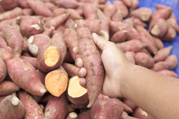 Viel frische Süßkartoffeln — Stockfoto