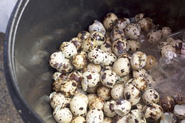 Bıldırcın yumurta kabuğu