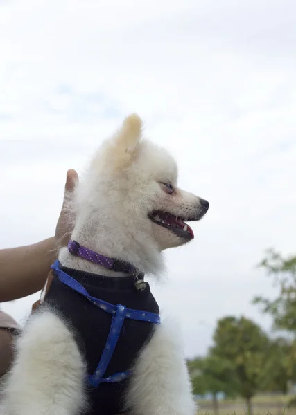 Pomeranian hund sitta och stirra — Stockfoto