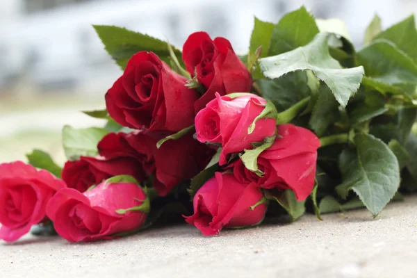 Rosa roja en hermoso — Foto de Stock