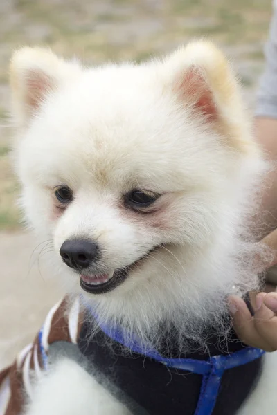 Pomeranian köpek oturmak ve dik dik — Stok fotoğraf