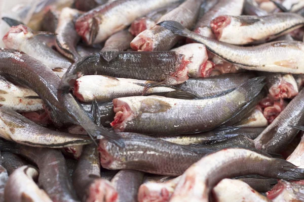 Čerstvé ryby - na trhu — Stock fotografie