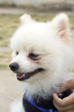 Pomeranian köpek oturmak ve dik dik