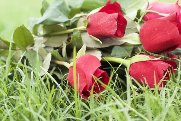 Rudá růže v krásné — Stock fotografie