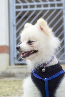 Pomeranian köpek oturmak ve dik dik