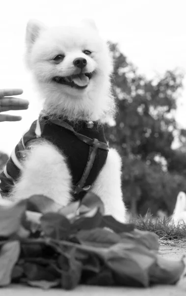 Pomeranian hund sitta och stirra med röda rosor. — Stockfoto