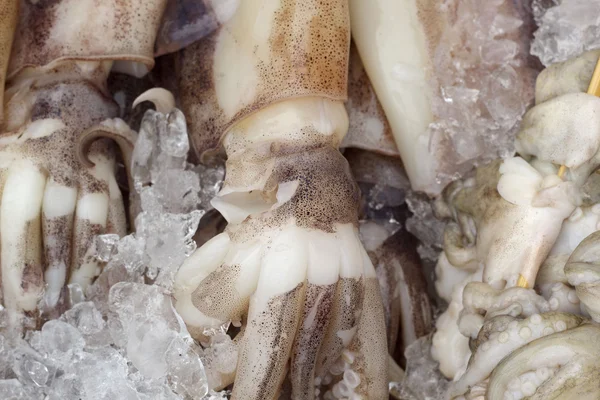 Fresh squid in the market — Stock Photo, Image