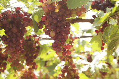bir üzüm, üzüm asmaları