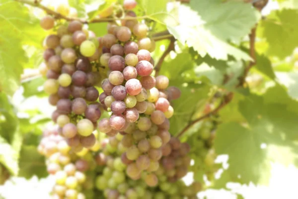 Cépages dans un vignoble — Photo