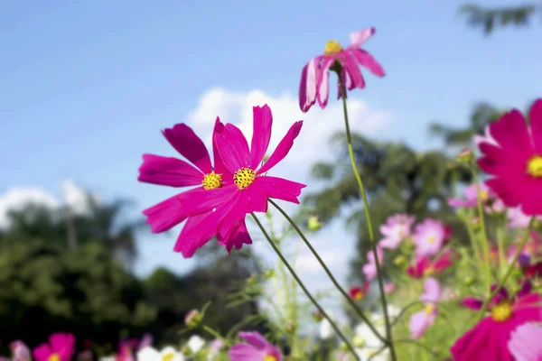 Flores cosmos rosa e branco na natureza — Fotografia de Stock