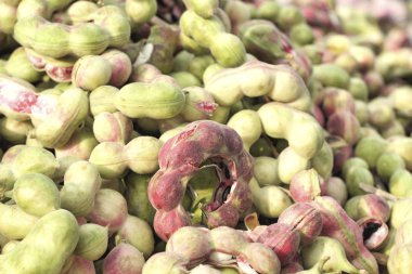 Bir sürü manila demirhindi