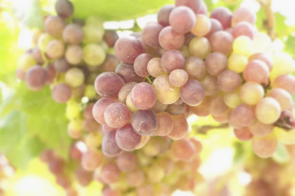 Grape vines in a vineyard — Stock Photo, Image