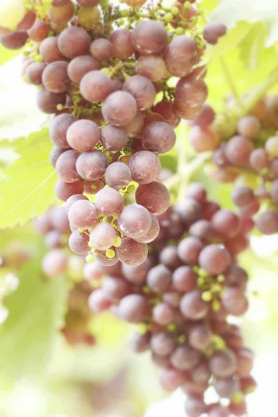 Grape vines in a vineyard — Stock Photo, Image