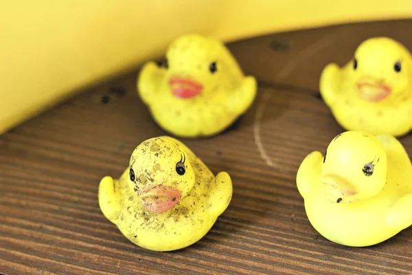 Pato de borracha amarelo em grupos — Fotografia de Stock